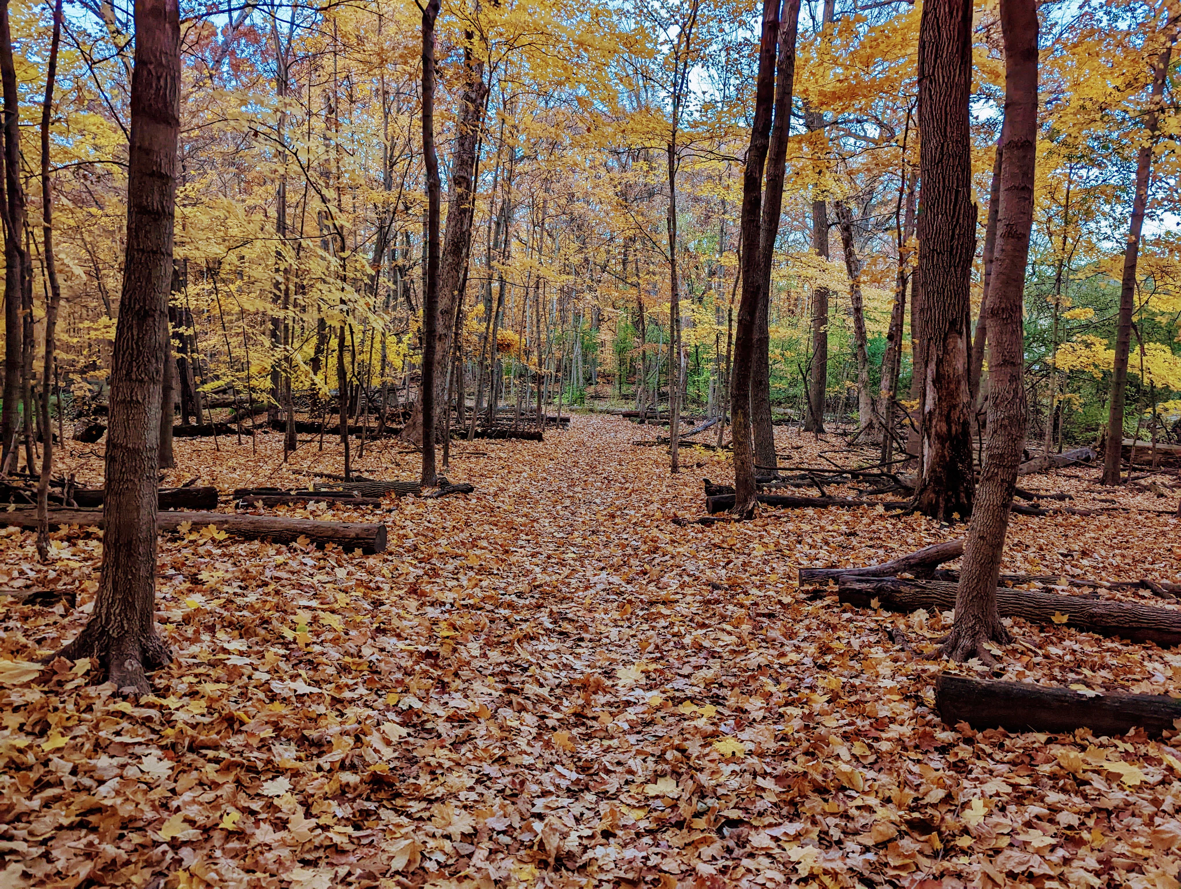 Hiking at Maple Grove, Downers Grove