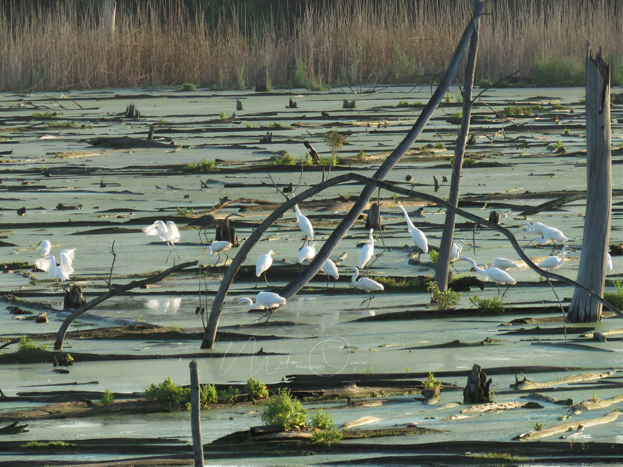 Hiking And Birding at Highland Rookery And Little Calumet River Trail, Indiana
