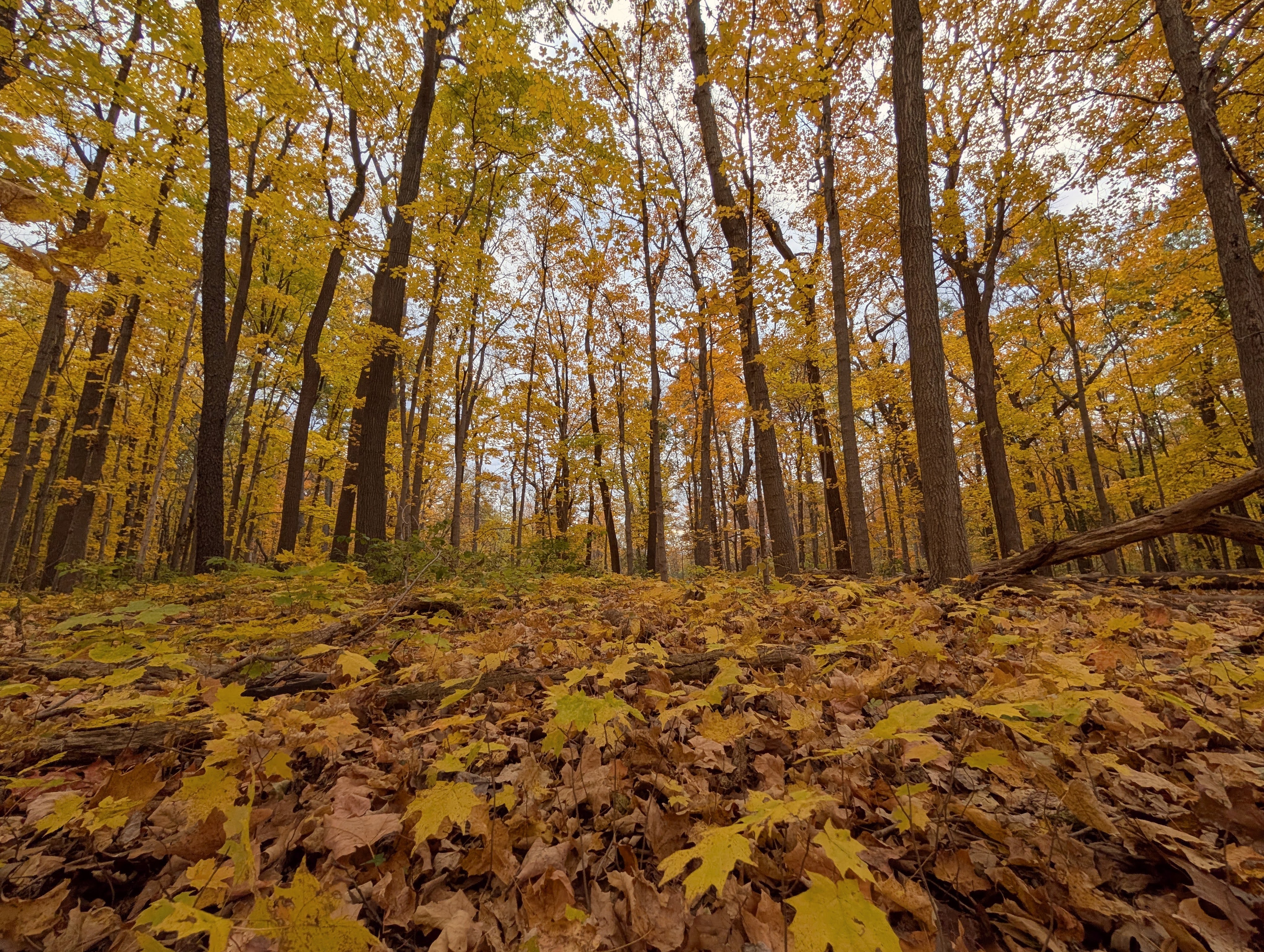 Fall Hiking at Potawatomi Woods, Northbrook